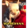wenasss