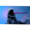 Cookie monster 20