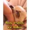 hoy estoy
re loko