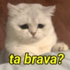 ta brava?