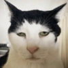 Cat meme 3 27