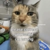 Meow Memes-2😼 21