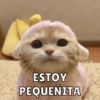 Michis Para Ti pt.3🐱❤️ 9