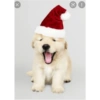 Gatos de navidad y de perros 15