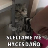 Michis Para Ti pt.3🐱❤️ 8