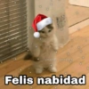 Felis nabidad