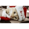 Gatos de navidad y de perros 8
