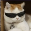 Funny cats meme 16