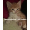 Ya duérmete o t conquisto