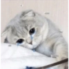 Funny cats meme 9