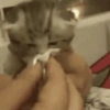 Cats (1/4) 34