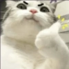 Funny cats meme 25