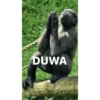 DUWA