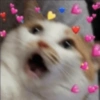 Funny cats meme 12