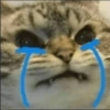 Funny cats meme 23