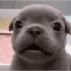 Animales pedorros 22
