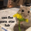 uan flor
para otar
folr
