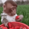－  〭  ౨ৎ Fresas 35