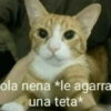 Animalitos Anti-depresivos 3 😼 19