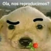 Animalitos Anti-depresivos 3 😼 13