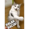 HALAH
BACOD