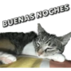 Gatos - Saludos 22