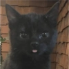 Cats meme 12