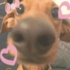 Amor ou fofura 7