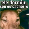 ele dormiu.
sou eu cachorro