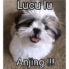Meme anjing🐶 15