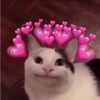 Cats meme 9