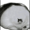 MEOW | gatos 5