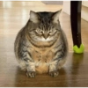 Cats meme 14