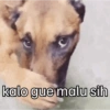 Meme anjing🐶 7