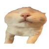 🐱•🩶Michis🩶•🐱 5