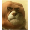 Gatitos memes random 19
