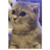 Cats meme 18