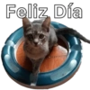 Gatos - Saludos 12
