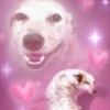 Chien étincelant d'amour