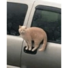 Gatitos memes random 23