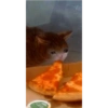 Gatitos memes random 21