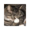 Gatitos memes random 12