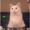 Gatitos memes random 25