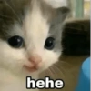 Meme Kucing #4 8