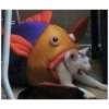 Gatitos memes random 20