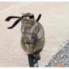 Gatitos memes random 24