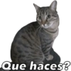 Gatos - Saludos 13