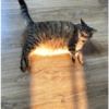 Gatitos memes random 17