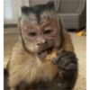Mono George 6