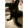 Gatitos memes random 11